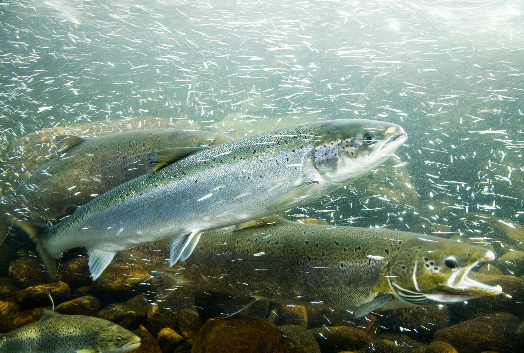Atlantic Salmons in a river (Getty Images)