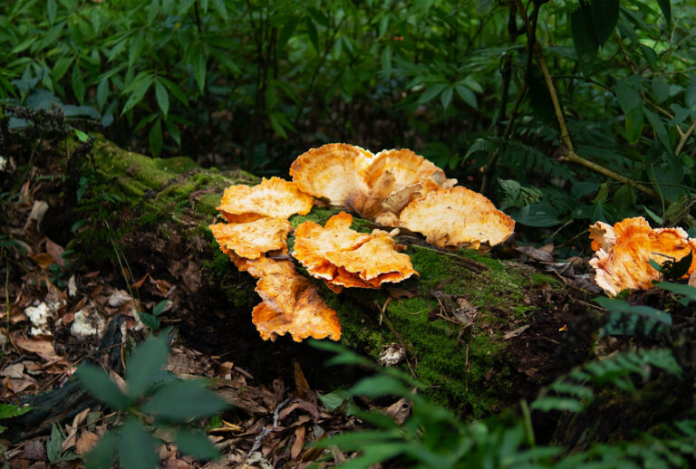 Chicken mushrooms in the forest (Getty Images)