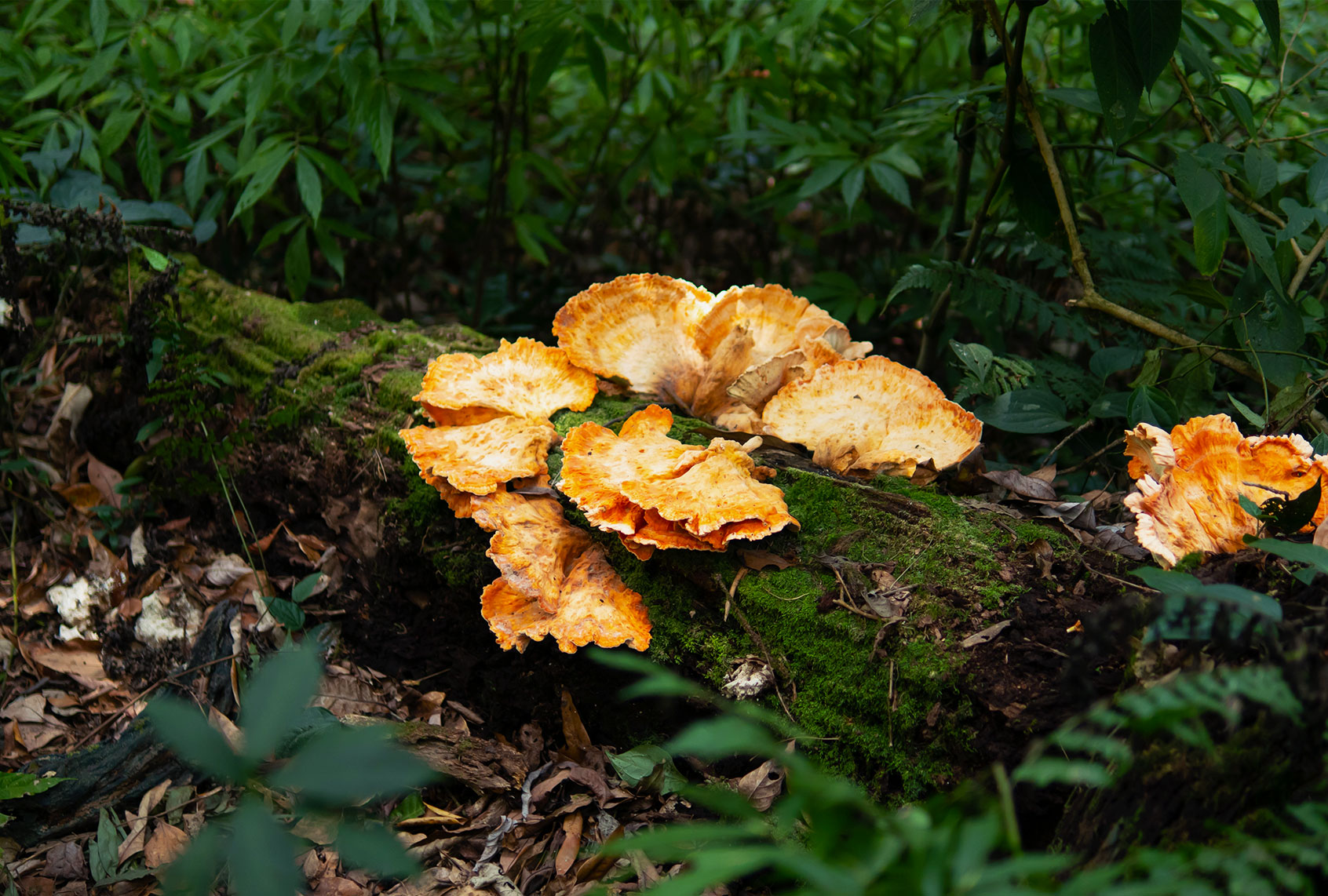 Chicken mushrooms in the forest (Getty Images)