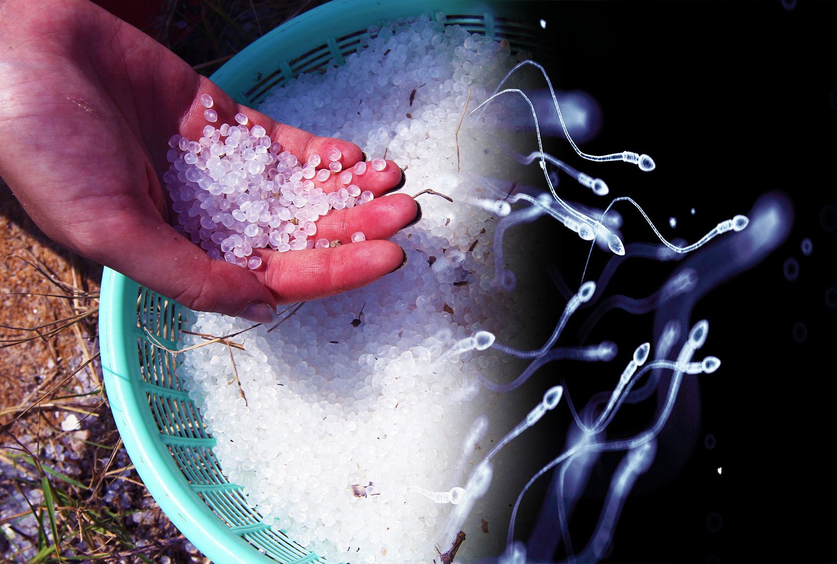 Plastic pellets and sperm count (Photo illustration by Salon/Getty Images)