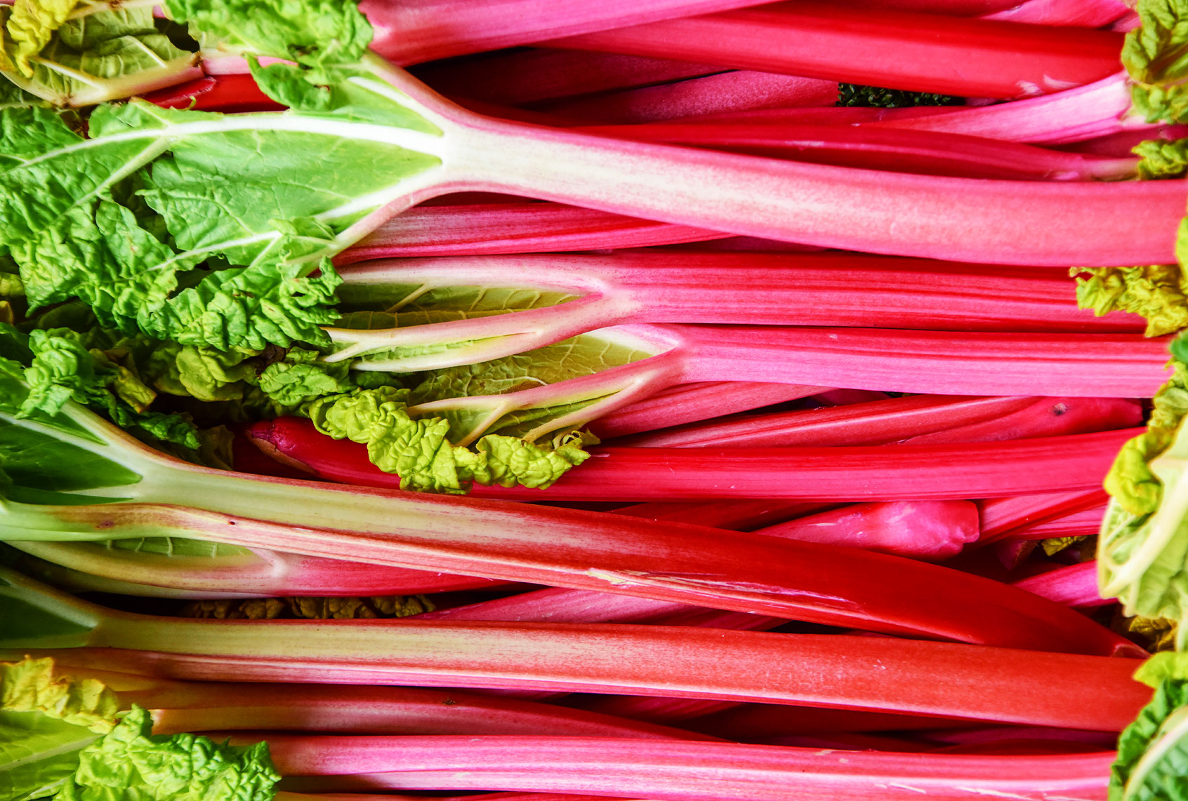 Rhubarb (Getty Images)