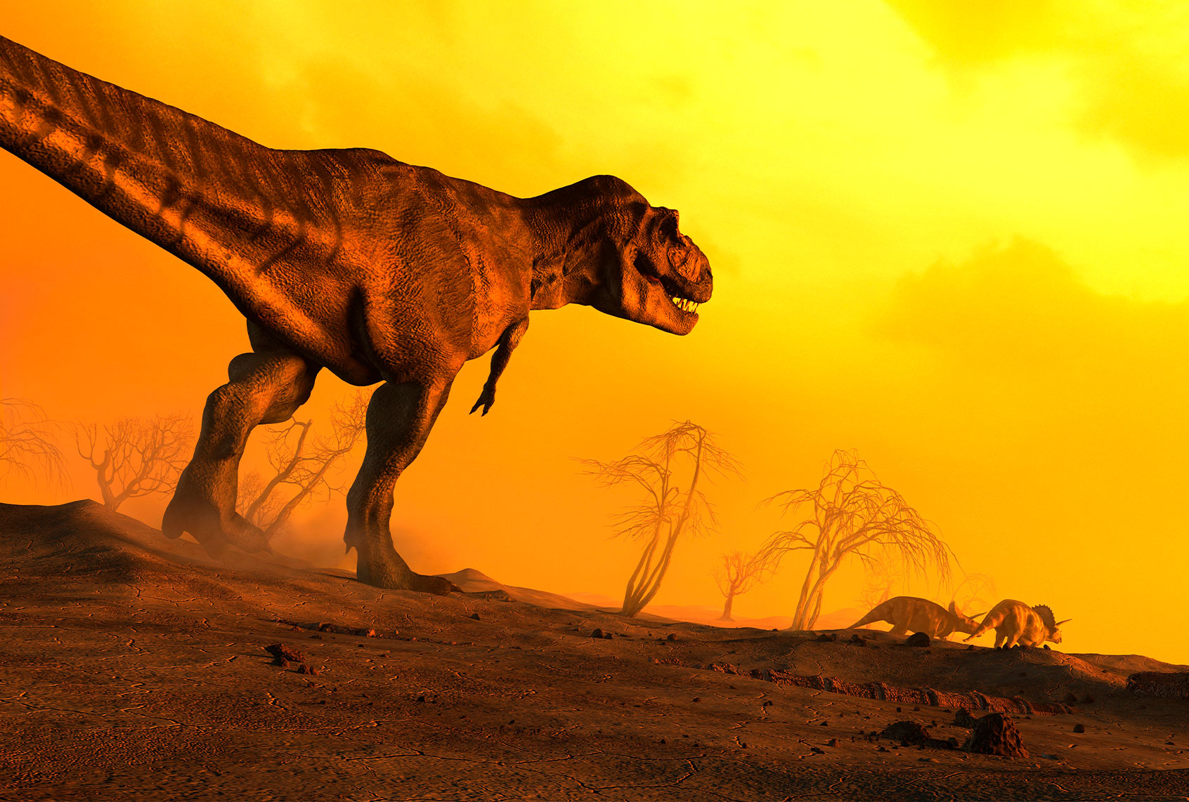 Tyrannosaurus Rex, trailing behind Ceratopsians (Getty Images)