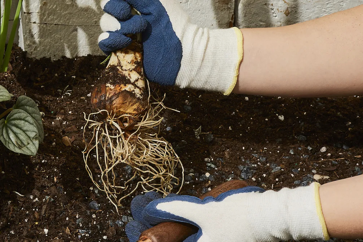 Prop stylist: Amanda Widis (Rocky Luten / Food52)