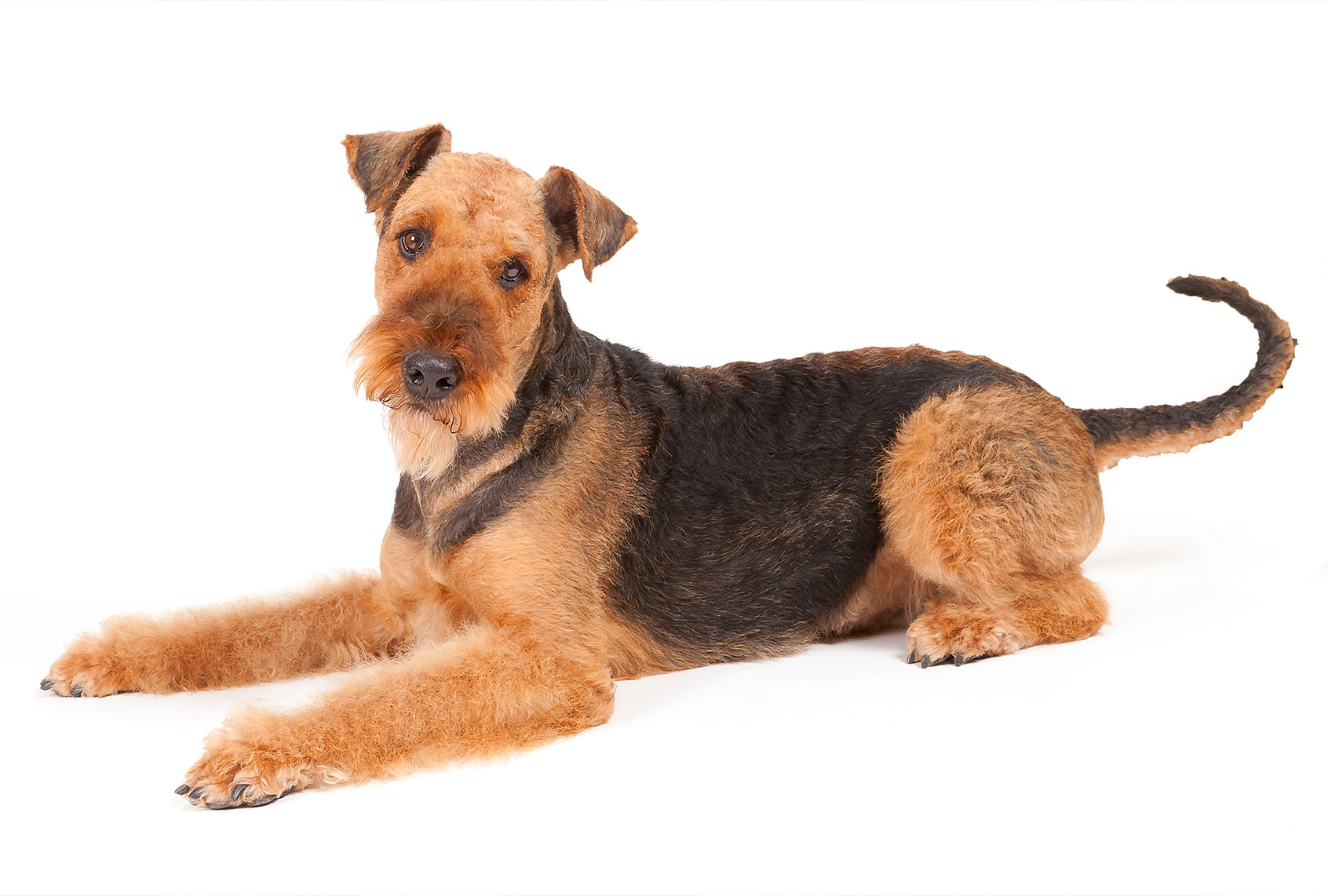 Airdale terrier (Getty Images)