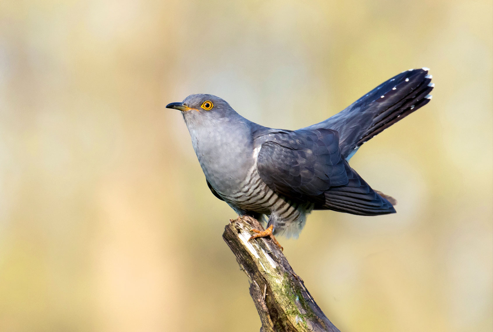 Common cuckoo (Cuculus canorus) (Piotr Krzeslak)