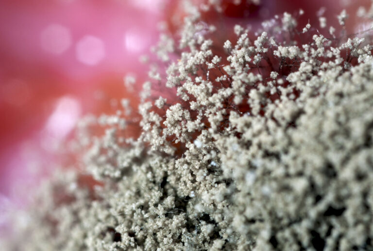 Mold (Getty Images)