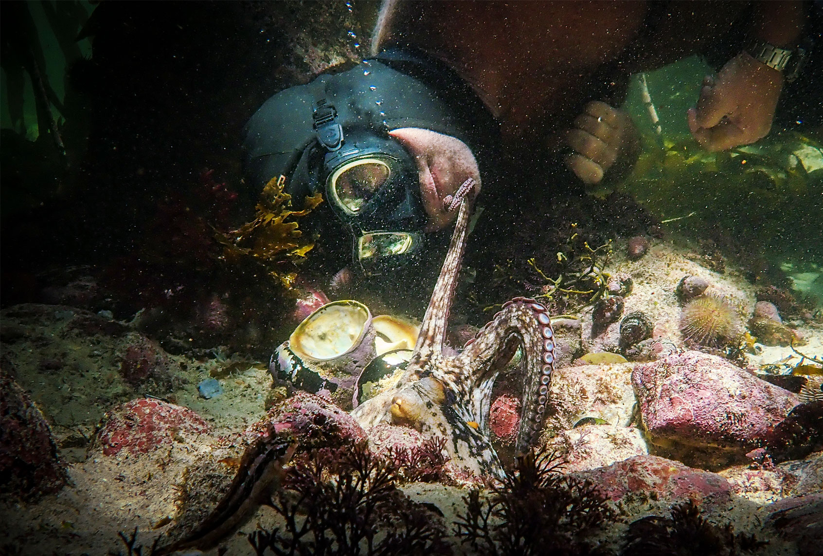 My Octopus Teacher (Netflix)