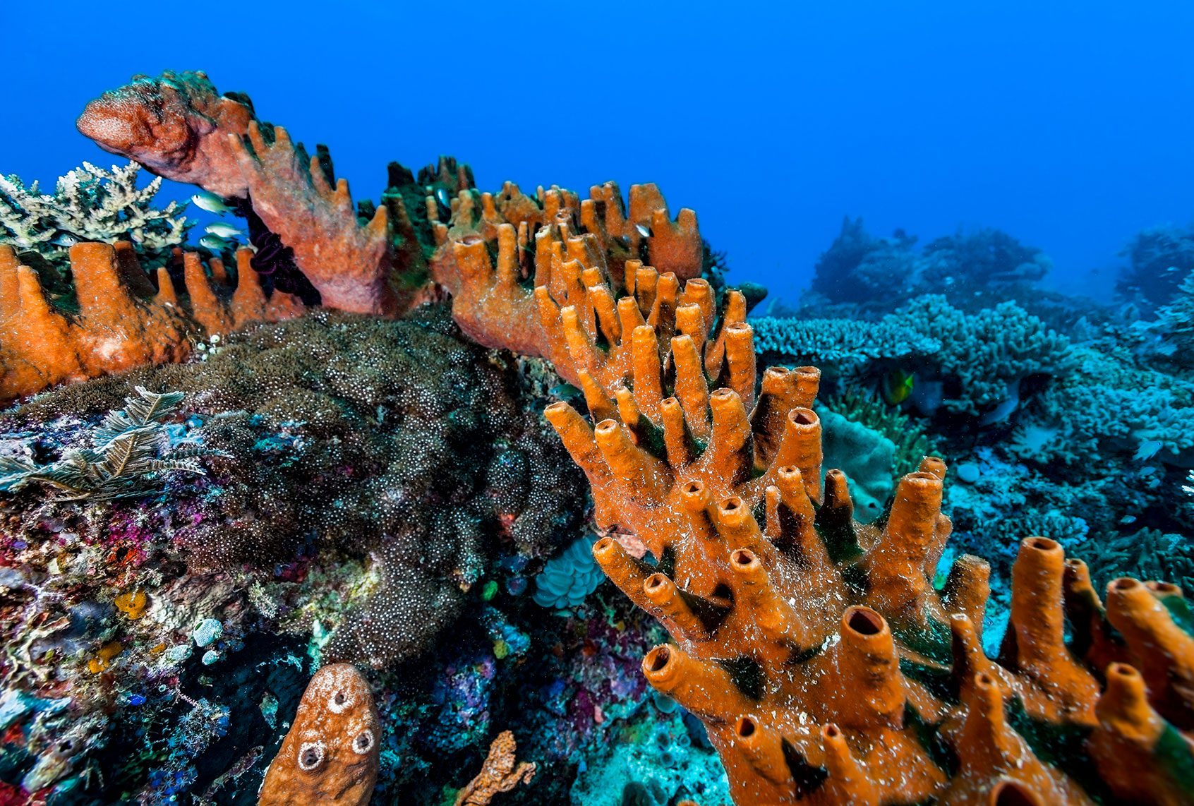 Very Large Sponge Petrosia hoeksemai (Petrosiidae) (Getty Images)