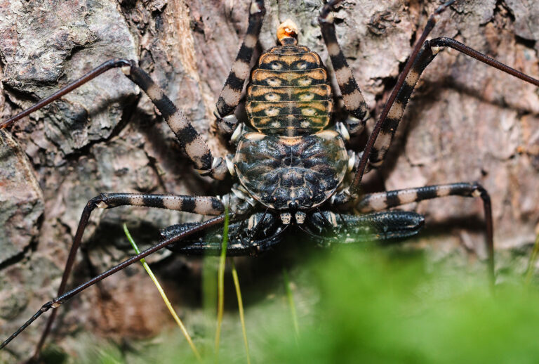 Whip Spider (Getty Images)
