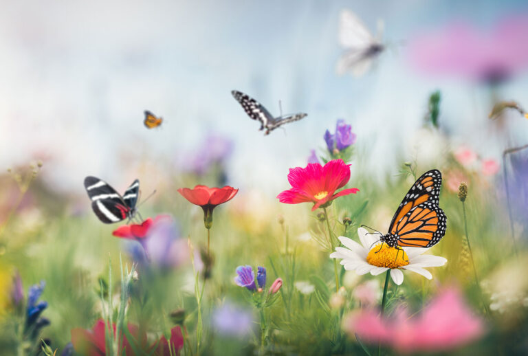 Summer meadow full of colorful flowers and butterflies flying around. (Getty Images)