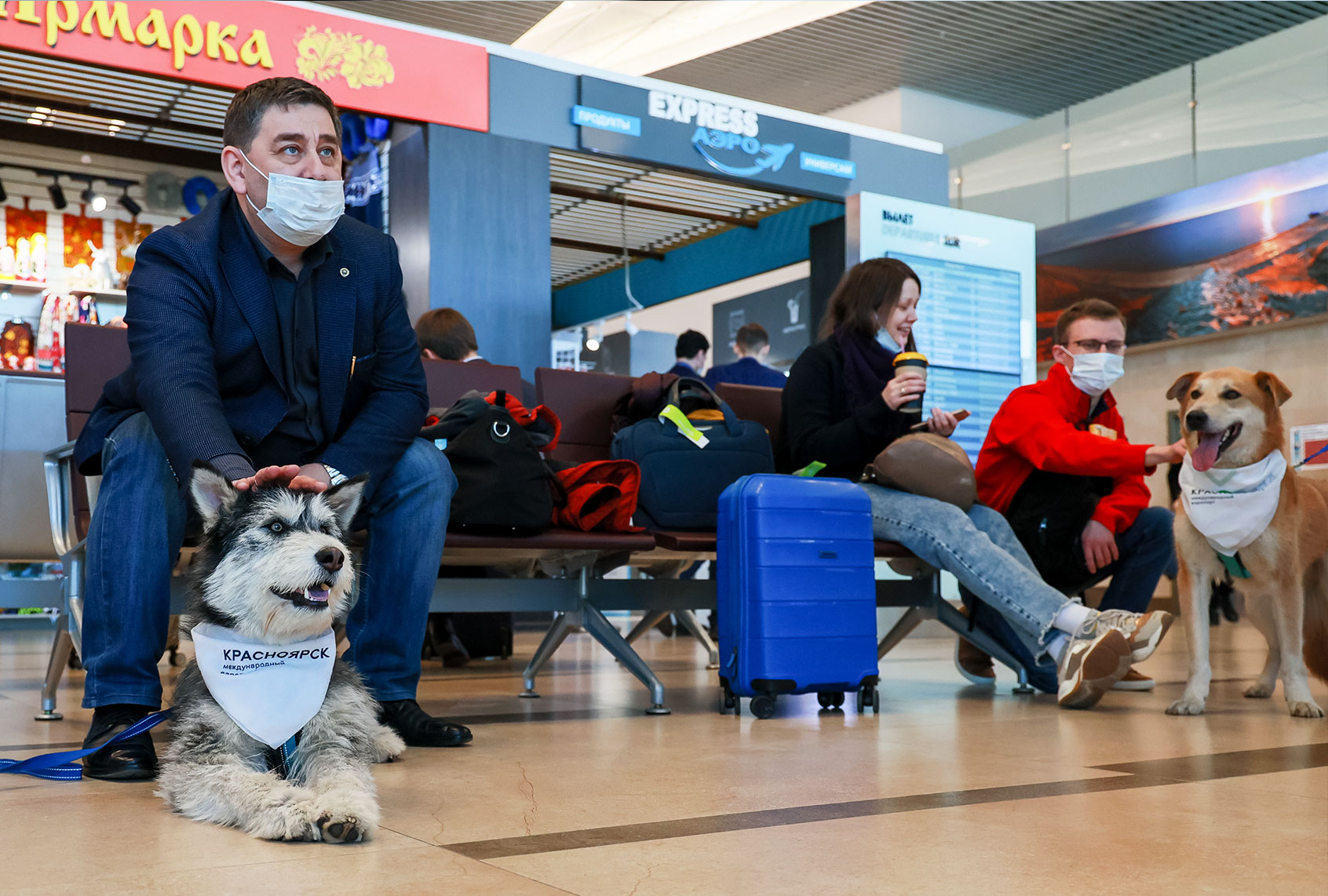 Passengers pet dogs at Dmitri Hvorostovsky Krasnoyarsk International Airport as part of the Emotional Support Dog project (Andrei SamsonovTASS via Getty Images)