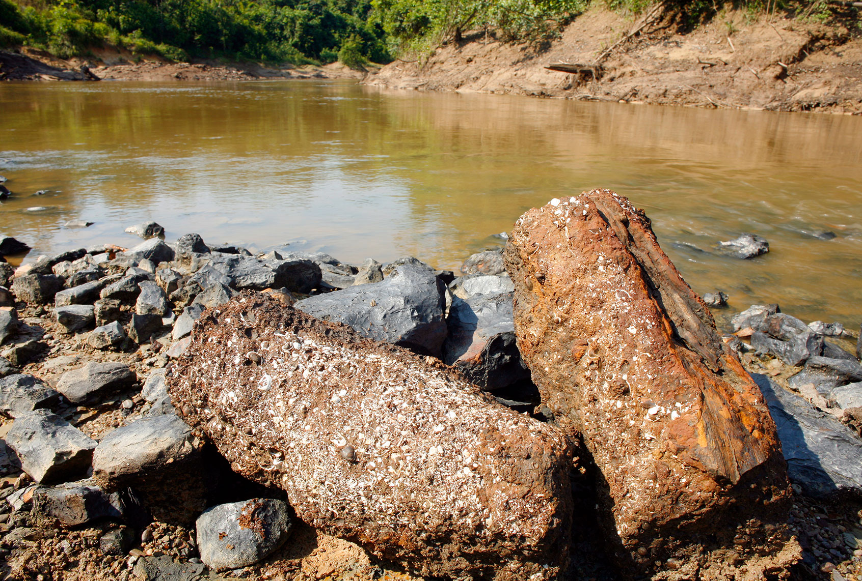 Petrified tree trunks beside the rio Manati near Iquitos, Peru (iStock/Getty Images)