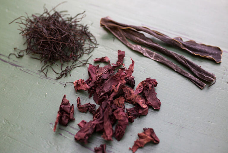 Seaweeds ((Photo courtesy of the Institute of Culinary Education)