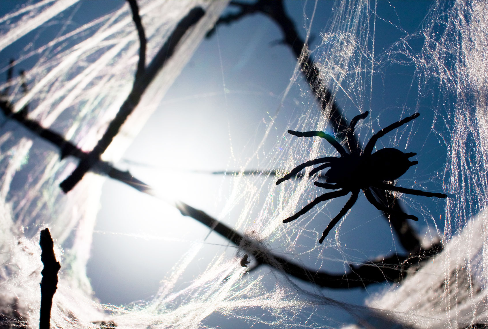 Spider in web in tree branches (Getty Images)