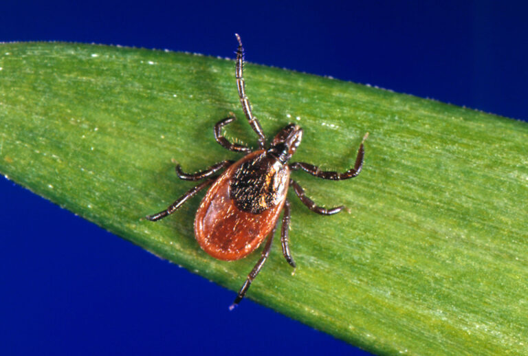 Tick on a leaf (Smith Collection/Gado/Getty Images)