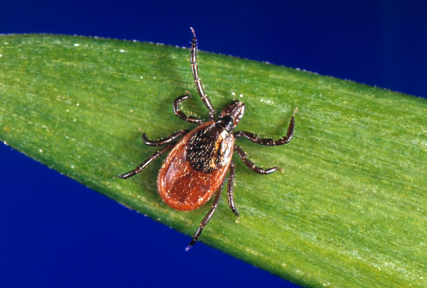 Tick on a leaf (Smith Collection/Gado/Getty Images)