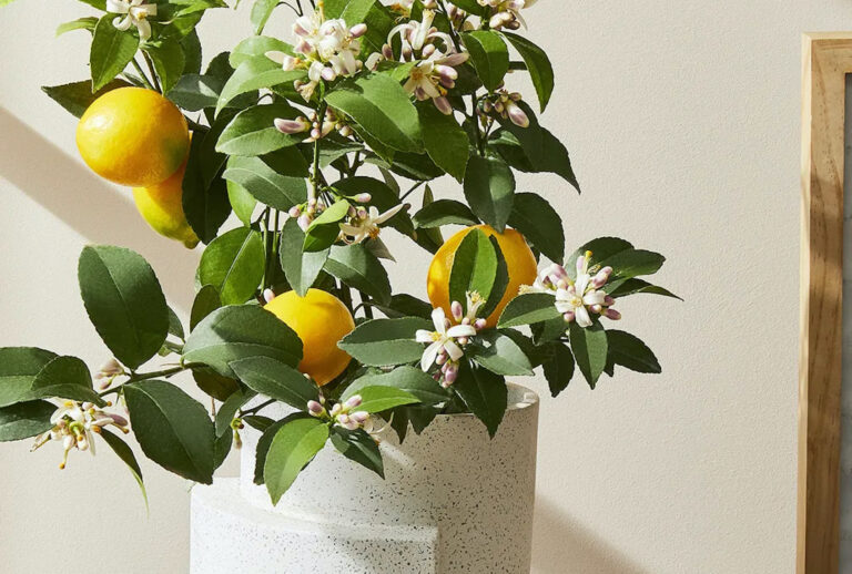 (Rocky Luten / Food52)