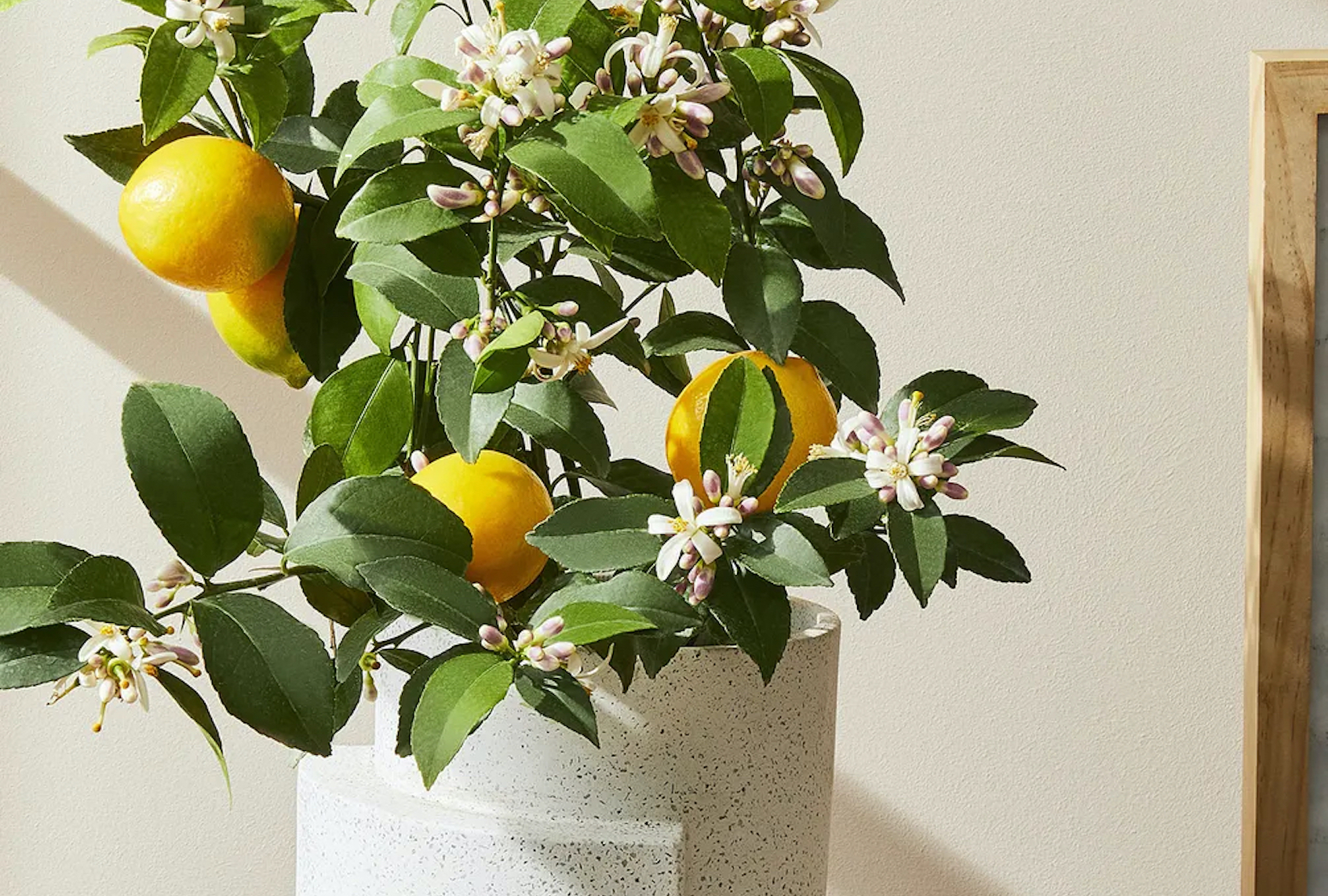 (Rocky Luten / Food52)