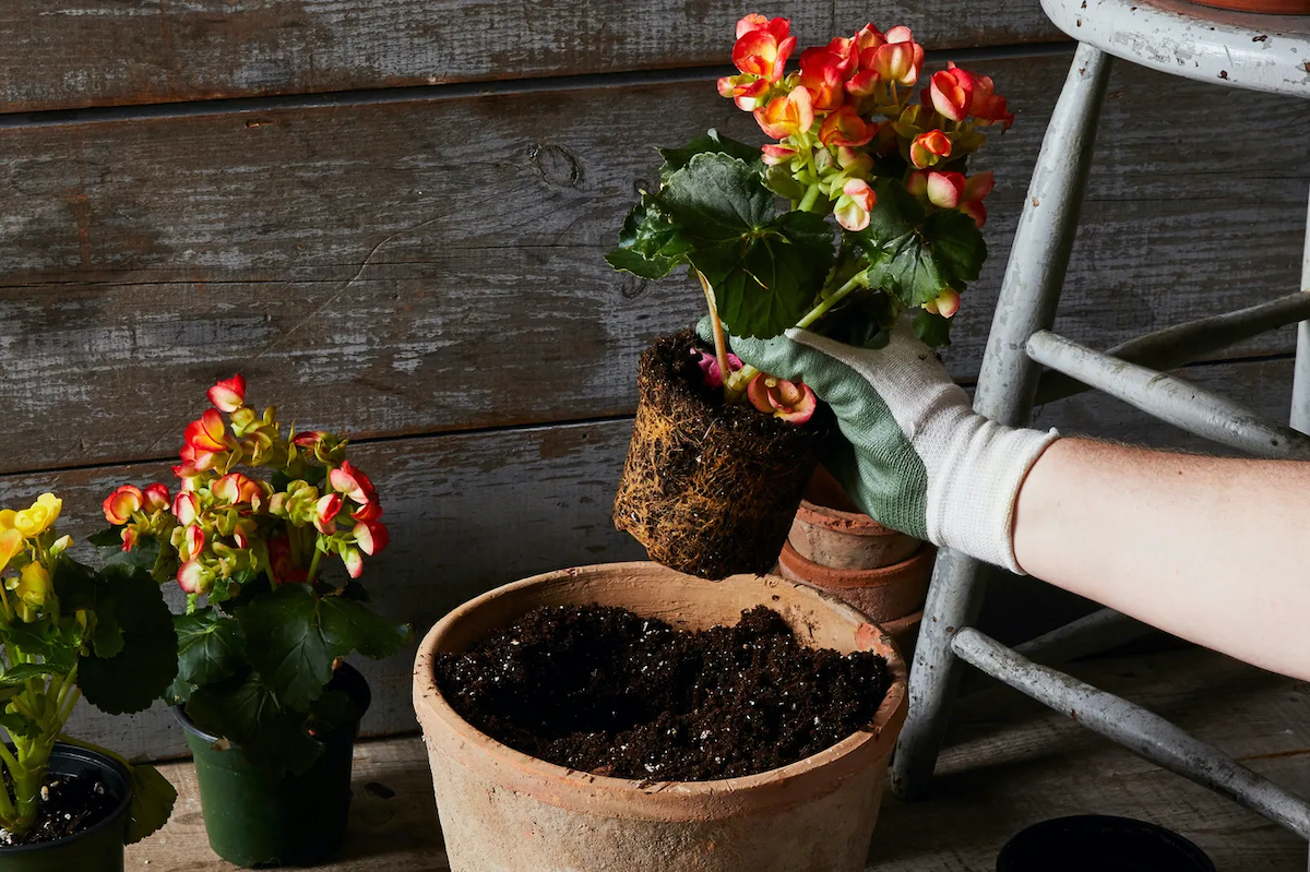 (Rocky Luten / Food52)