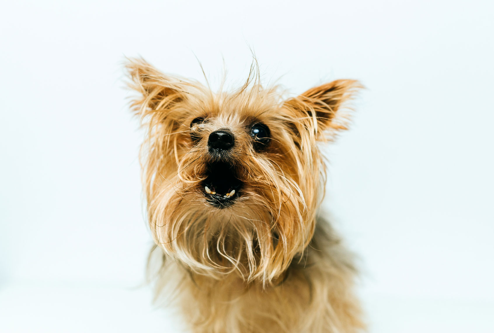 Barking Yorkshire Terrier (Getty Images/F.J. Jimenez)