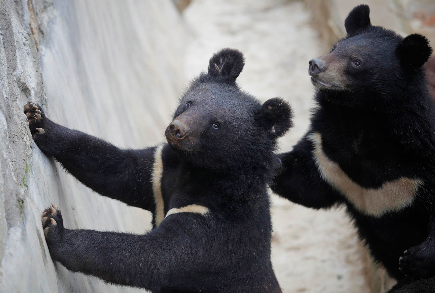 Bears stand by a wall at a bear farm of Guizhentang Pharmaceutical Co Ltd on February 24, 2012 in Quanzhou, Fujian Province of China. The Guizhentang Pharmaceutical Co Ltd, which makes medicine using bile extracted from live bears, opened one of its bear farms to the media on Wednesday, to quell growing criticism. (Photo by Getty Images (Stringer/Getty Images)