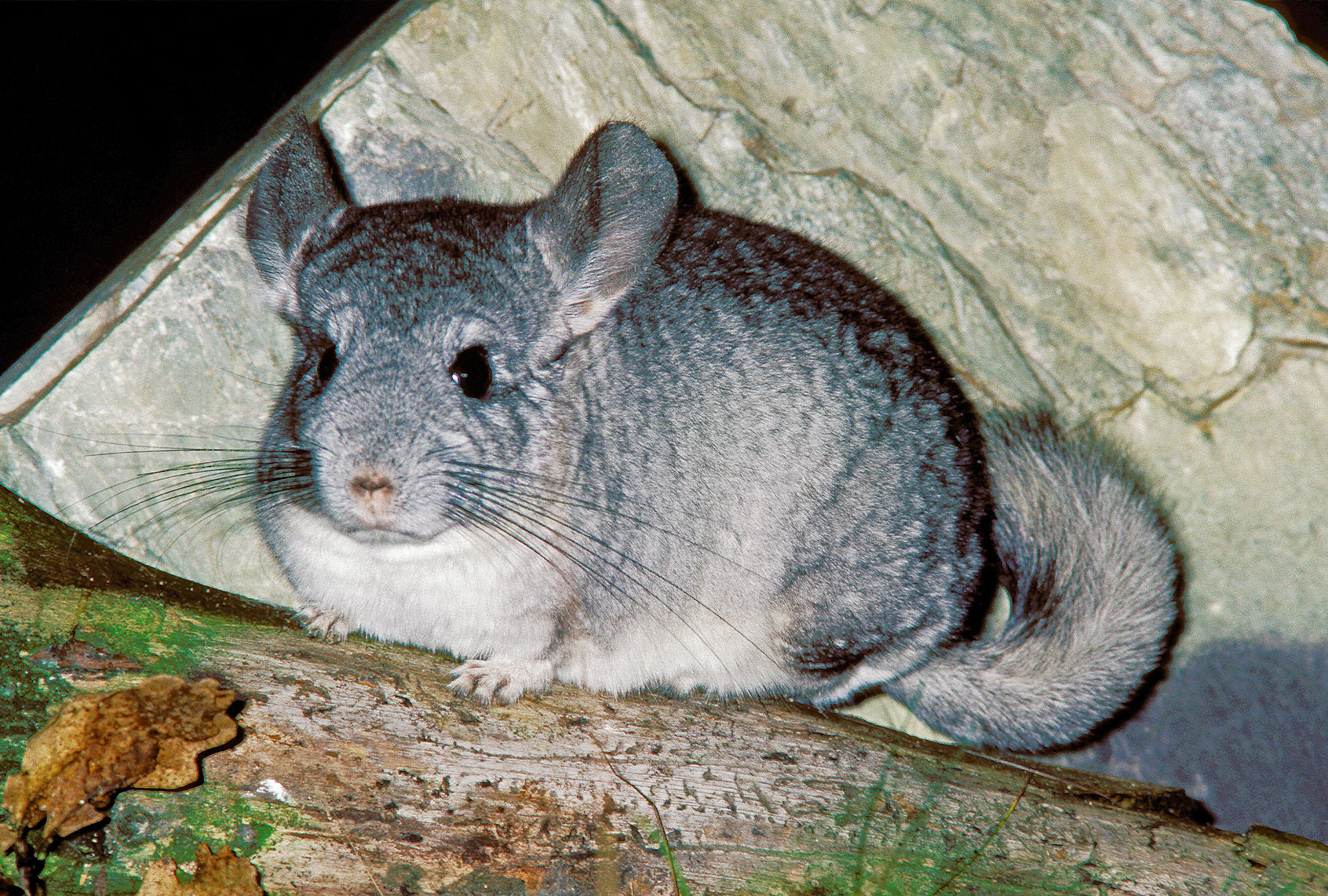 Chinchilla (iStock/Getty)