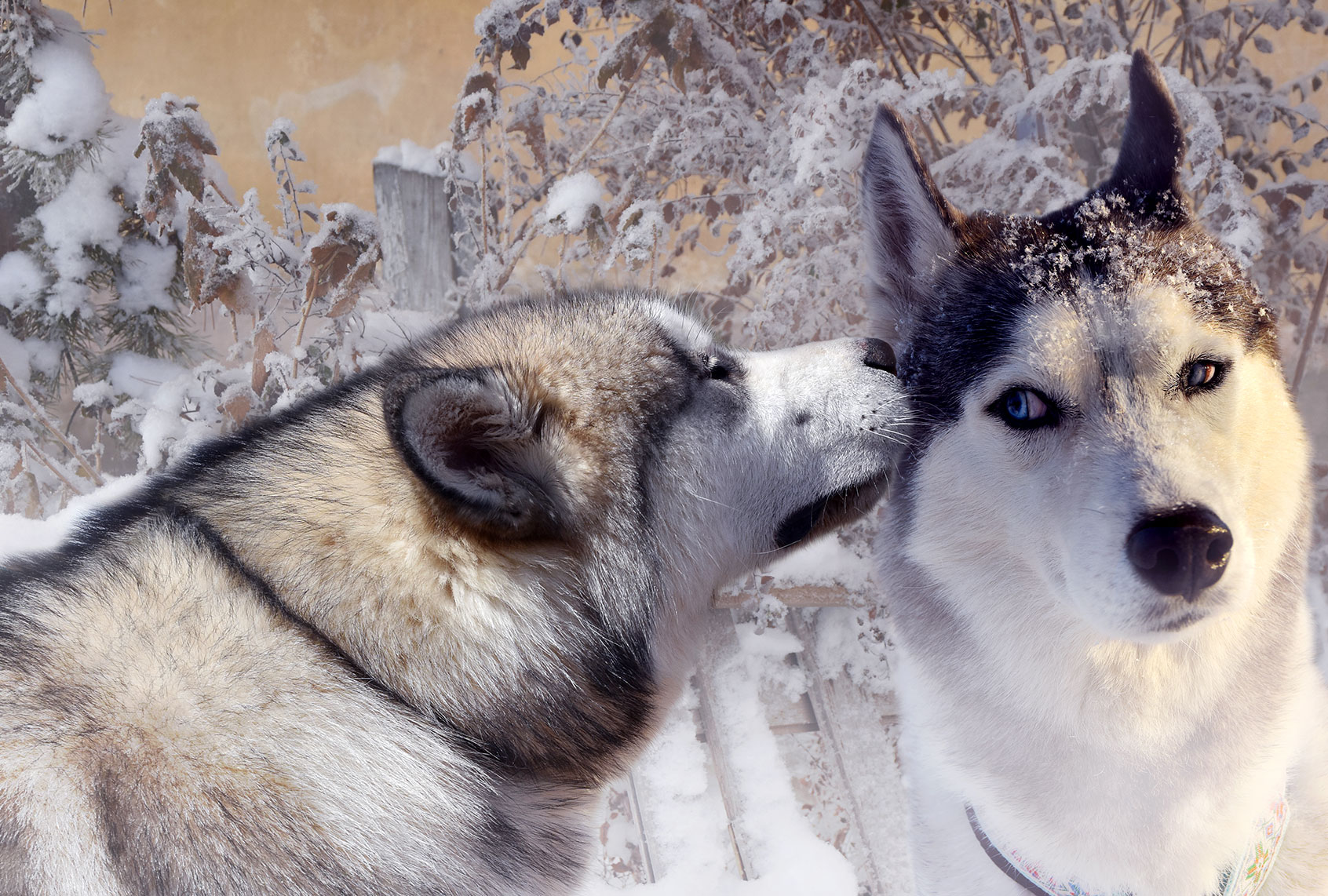 Gossiping Malamutes (Getty Images)