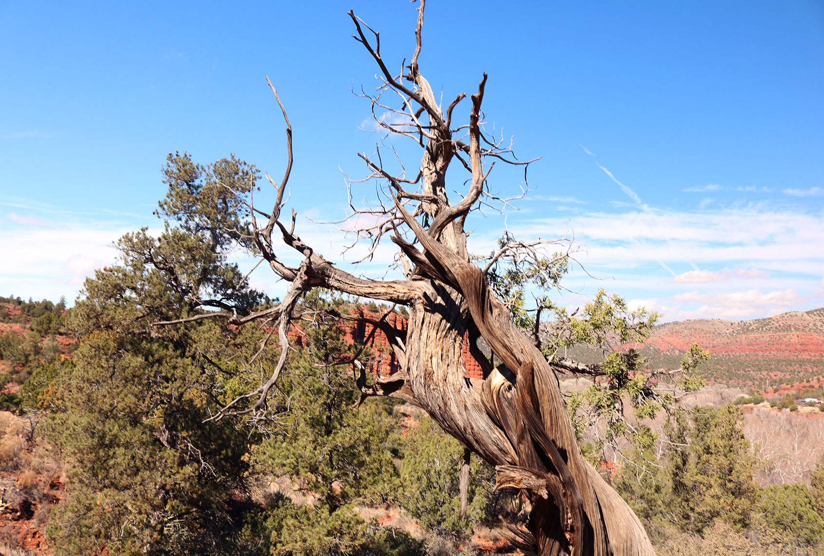 Juniper tree trunk in Sedona, AZ (Getty Images/Laurie Drake)