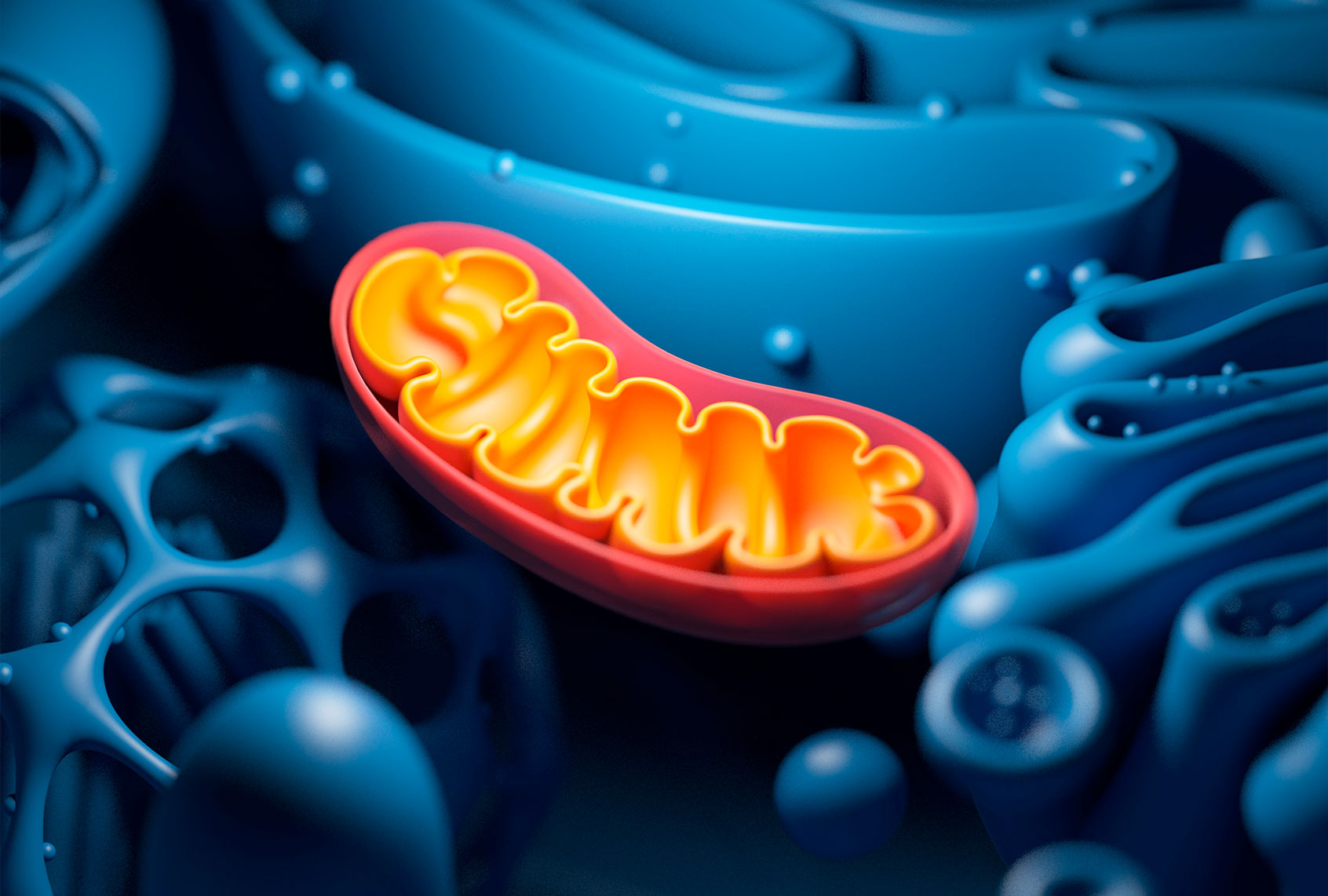 Cell structure and mitochondrion (Getty Images/ SciePro/Science Photo Library)