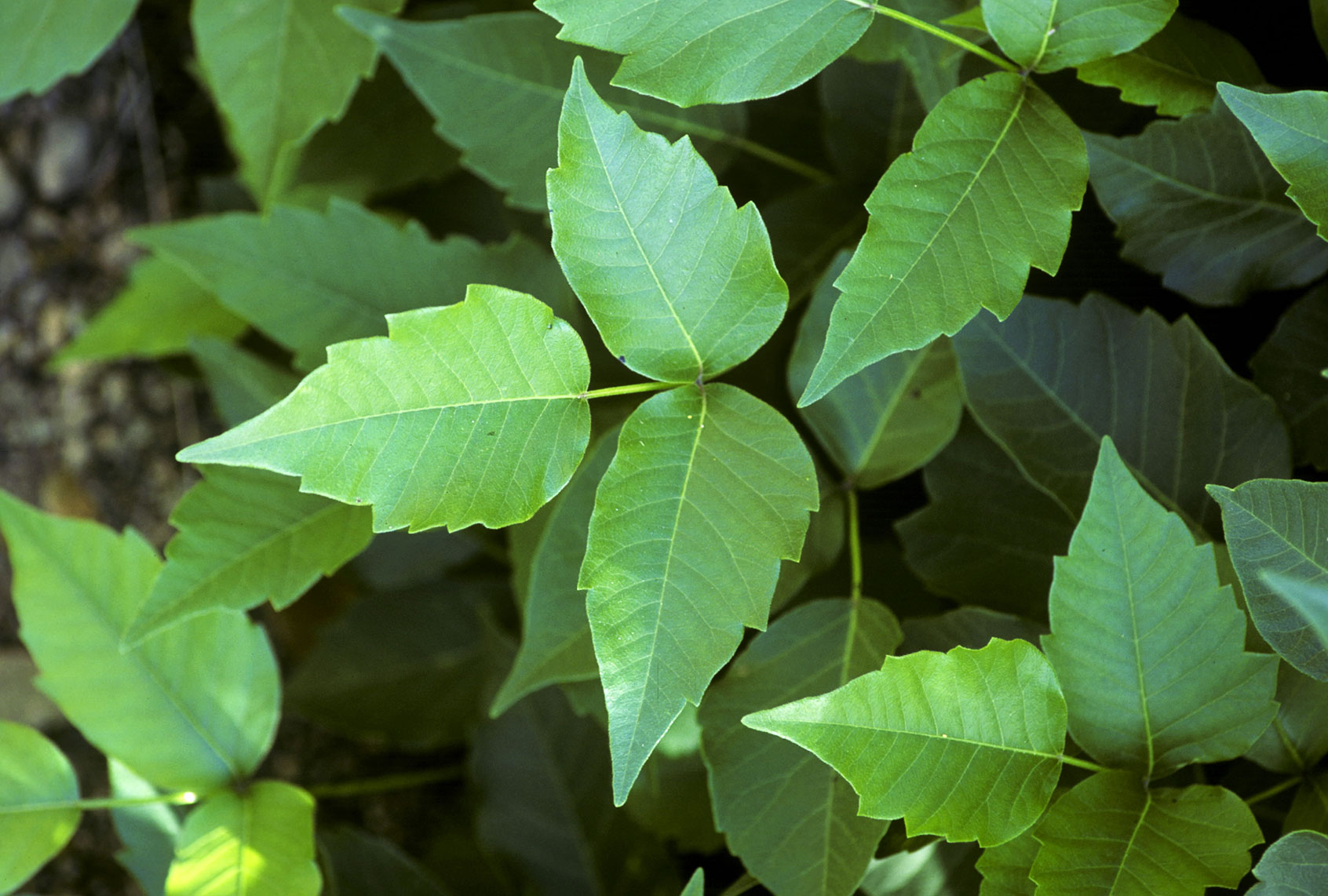 Poison Ivy (Getty Images/Ed Reschke)