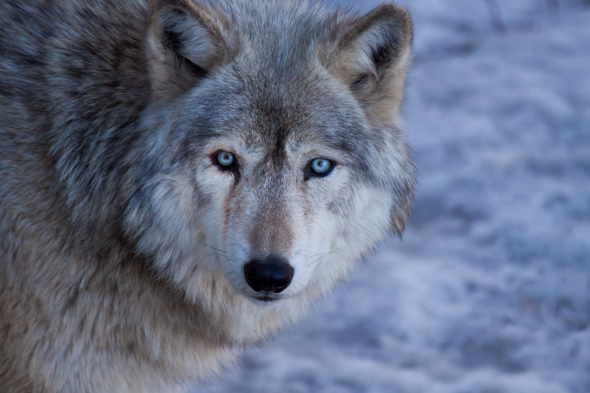 Gray Wolf (Getty Images/Straublund Photography)