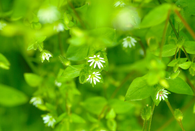 Chickweed (Bildagentur-online/Universal Images Group via Getty Images)