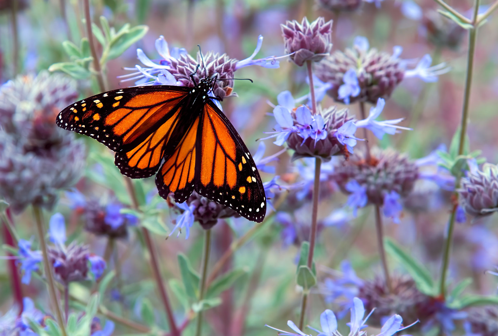 Monarch Butterfly (Getty Images/Claude LeTien)