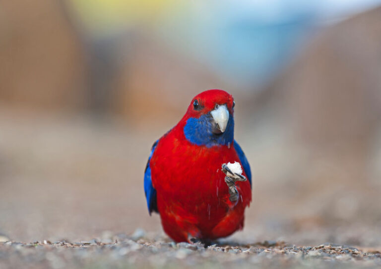Crimson Rosella, Platycercus elegans, at O'Reilly's Lamington National Park, Queensland, Australia. (David Tipling/Education Images/Universal Images Group via Getty Images)
