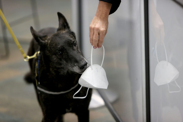 MIAMI, FLORIDA - SEPTEMBER 08: One Betta, a Dutch Shepherd, sniffs a mask for the scent of COVID-19 at Miami International Airport on September 08, 2021 in Miami, Florida. (Photo by Joe Raedle/Getty Images)