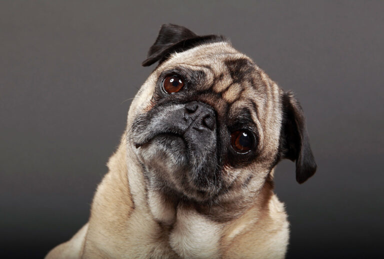 Pug (Getty Images/mlorenzphotography)