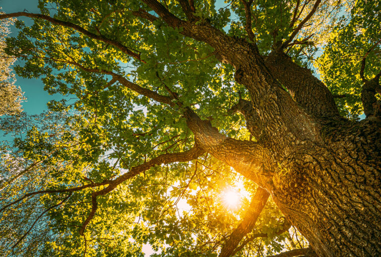 Sun Shining Through Oak Tree Branches (Getty Images/bruev)
