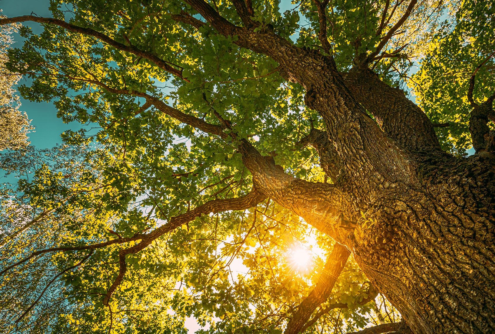 Sun Shining Through Oak Tree Branches (Getty Images/bruev)