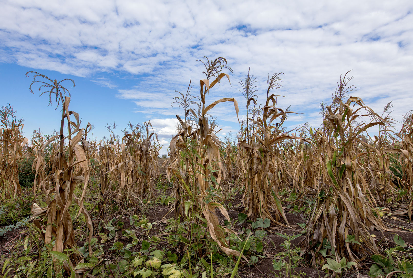 A field of dying maize plants (Getty Images/Guido Dingemans, De Eindredactie)