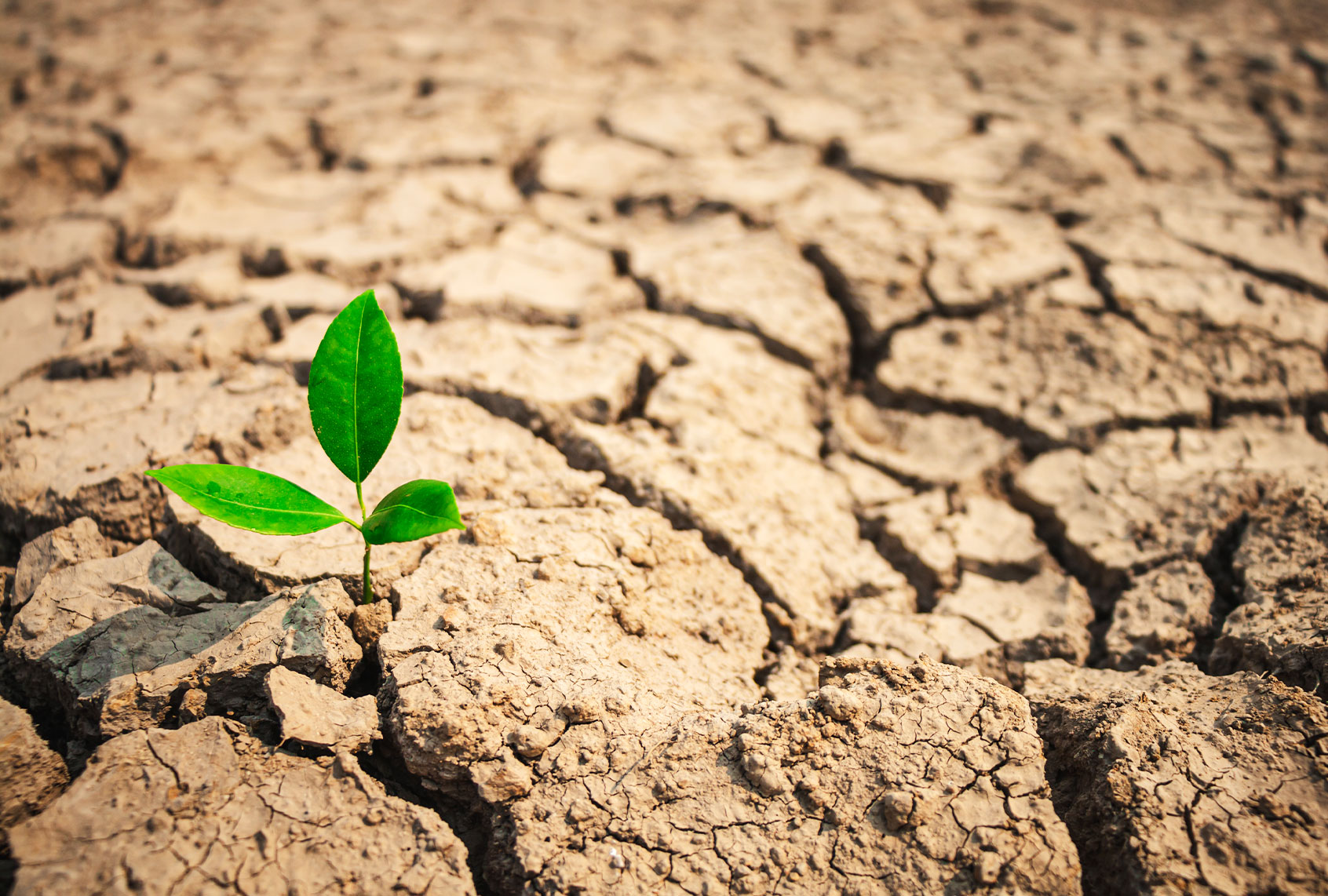 Growth of trees in drought crisis (Getty Images/R_Tee)