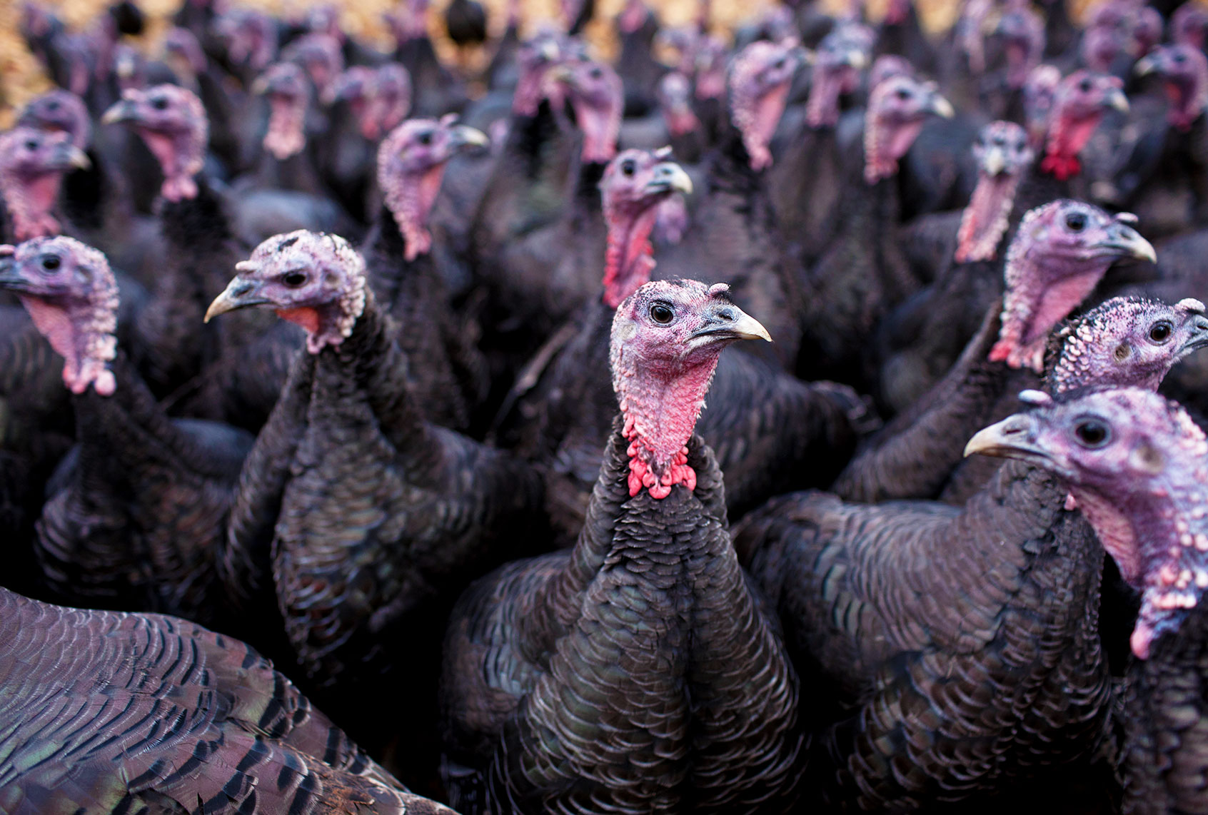 Bronze free-range turkeys (Getty Images/Nick David)