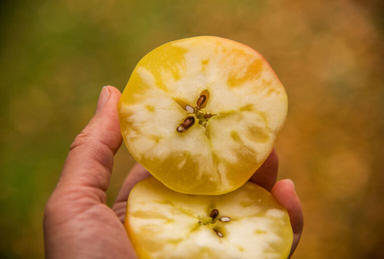 Watercore Apple (Getty Images/noonika)