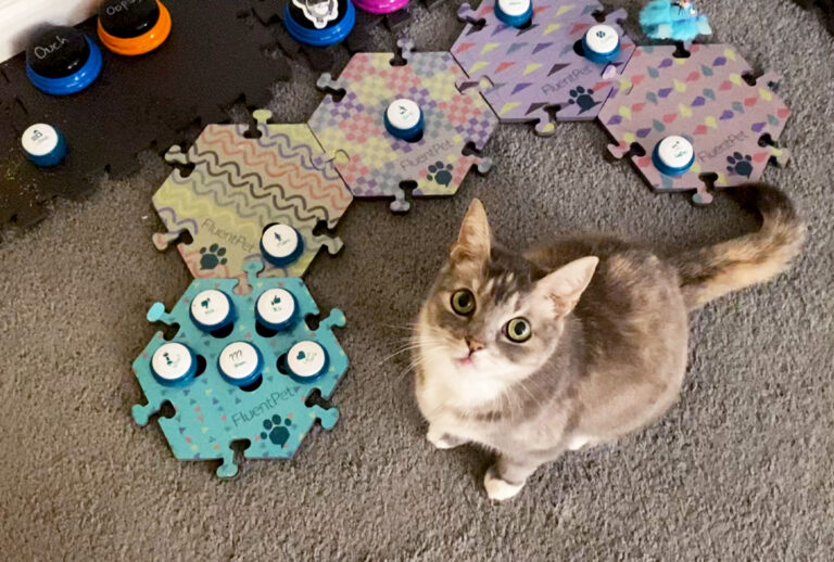 Billi The Cat (Photo courtesy of Kendra Baker)