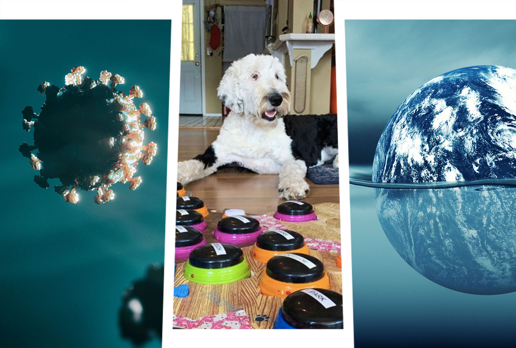 COVID-19 new lambda variant | Bunny the talking Dog | Rising sea levels (Photo illustration by Salon/Getty Images/koto_feja/freie-kreation/Instagram/@what_about_bunny)