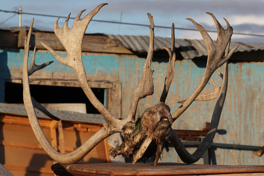 The skull of a caribou is seen outside a home in Kivalina, Alaska. Hunters in the village have seen the migration patterns of fish, caribou, seal and whale that they need for the long winter months change due to the warming weather. (Joe Raedle/Getty Images)