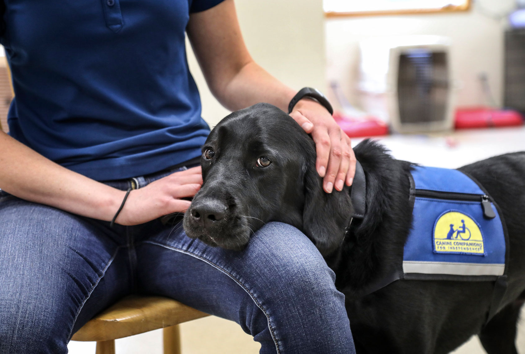Medford, N.Y.: Instructors at the Northeast regional headquarters of Canine Companions for Independence in Medford, New York, train dogs to work with veterans who are struggling with PTSD. One of those dogs, Boise, a Labrador-Golden Retriever mix, is shown here resting his chin on the lap of instructor Leah Jacobson during a demonstration where she signaled that she was in a a state of anxiety by shaking her leg. Boise responded to the shaking by putting his chin on her lap in an effort to calm her. (John Paraksevas/Newsday RM via Getty Images)