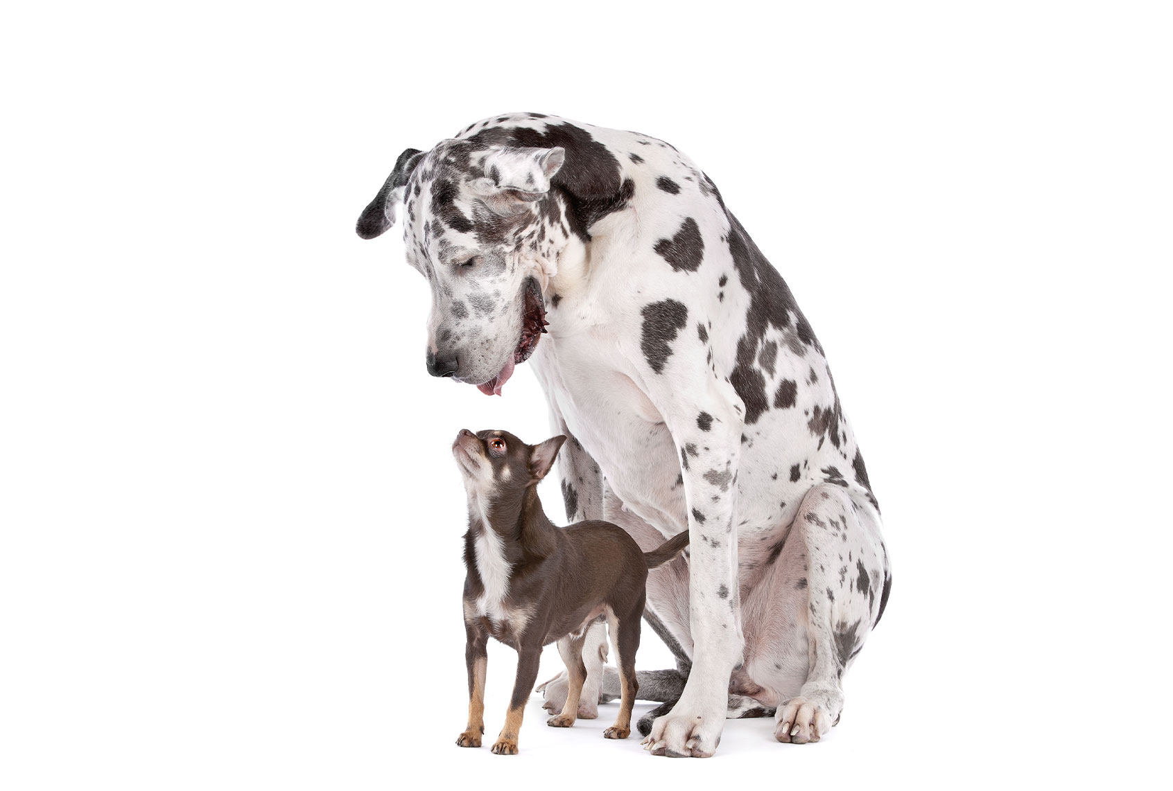 Great Dane and a Chihuahua (Getty Images/Eriklam)