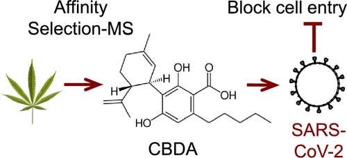 An illustration showing how cannabinoids can block the entry of SARS-CoV-2 from human cells.