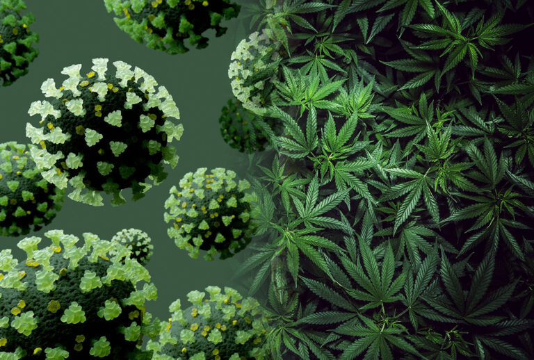 COVID-19 Spores and Marijuana (Photo illustration by Salon/Getty Images)
