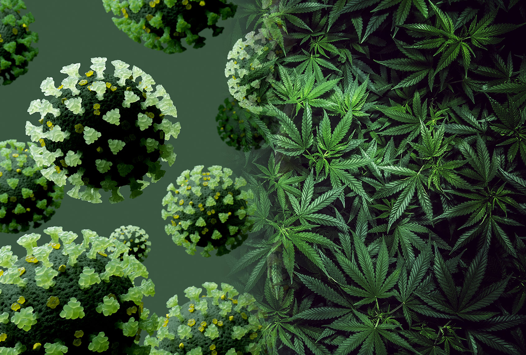 COVID-19 Spores and Marijuana (Photo illustration by Salon/Getty Images)